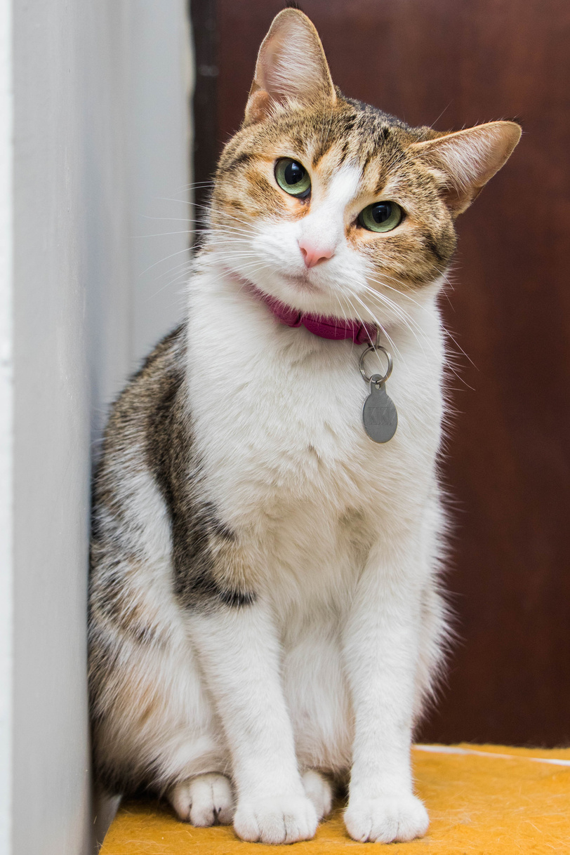 A Cat Wearing a Collar 