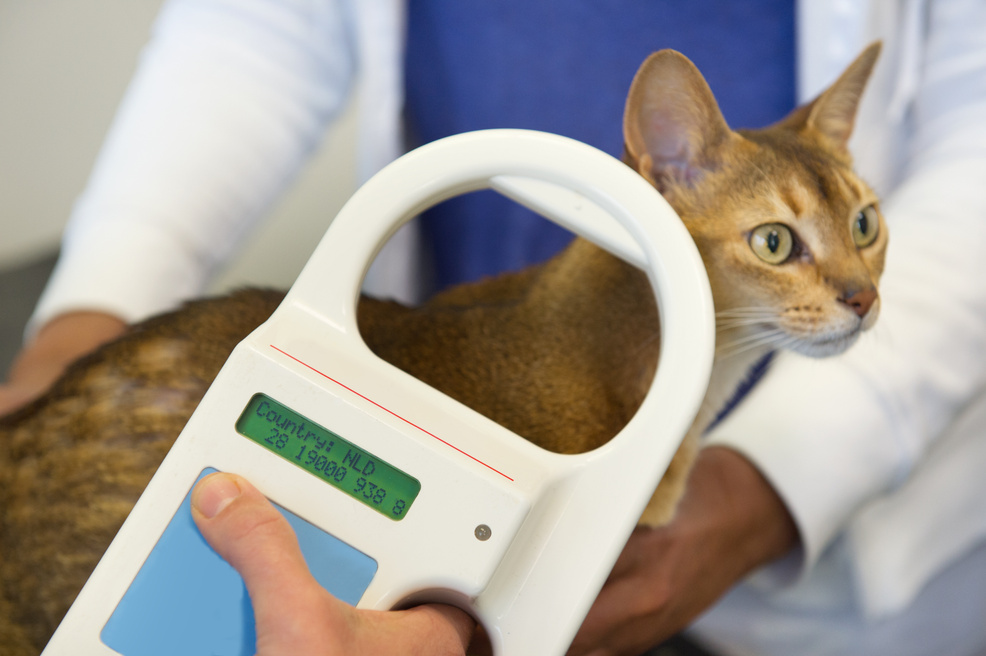 Checking for Microchip Implant by Cat